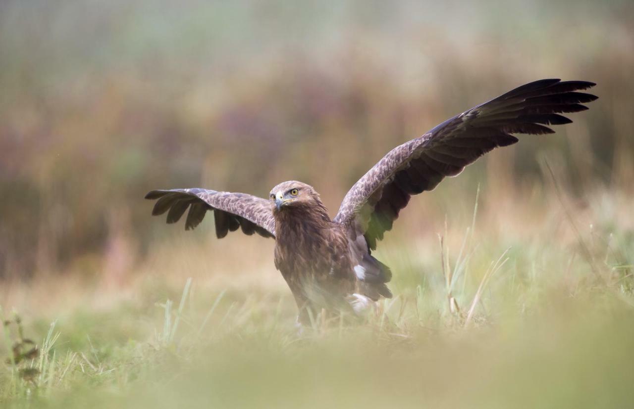 Bialowieski Raj Białowieża Kültér fotó