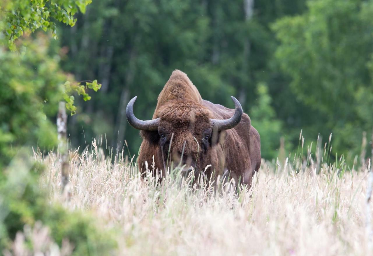 Bialowieski Raj Białowieża Kültér fotó