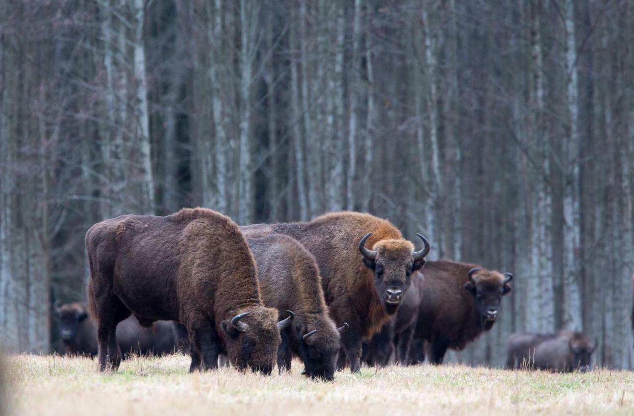 Bialowieski Raj Białowieża Kültér fotó