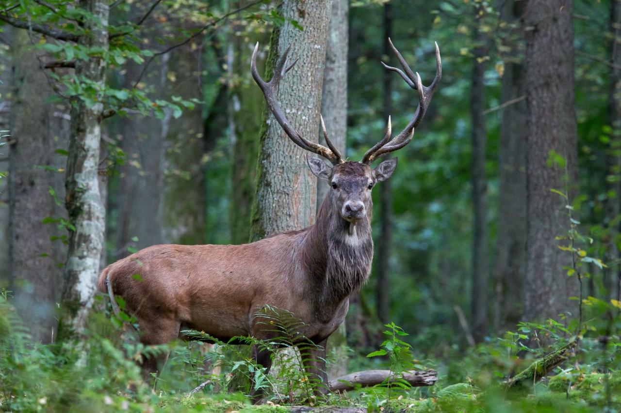 Bialowieski Raj Białowieża Kültér fotó